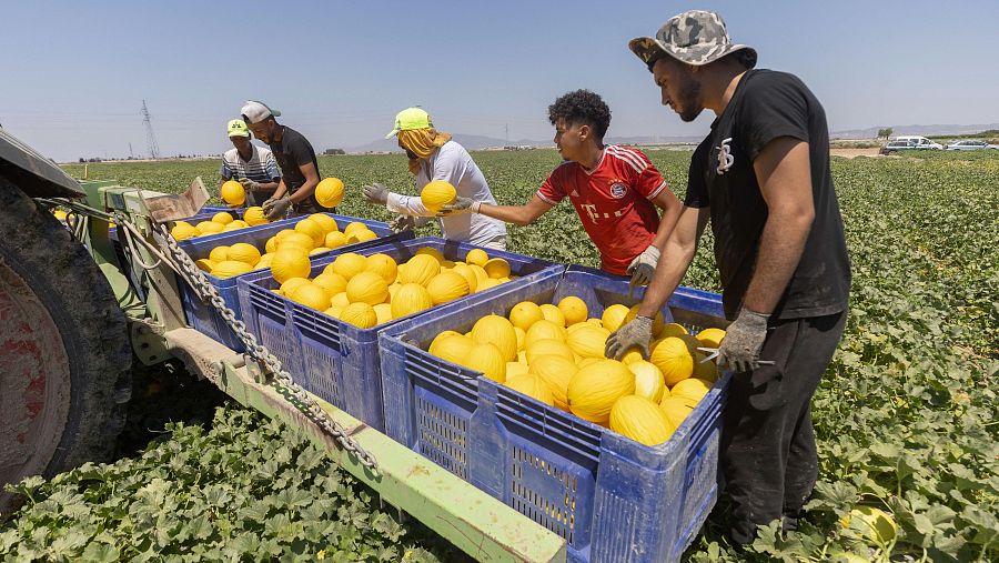 Trabajadores marroquíes residentes en Torre Pacheco recogen melones este miércoles en una finca de la pedanía de El Jimenado, Torre Pacheco