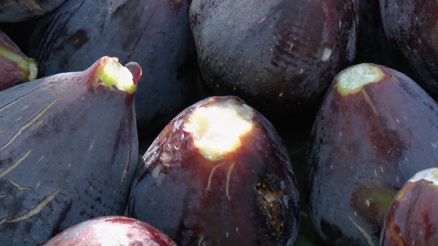 Higos de Elche maduros, de color morado oscuro y brillante. Algunos muestran grietas en la piel, revelando su pulpa clara.