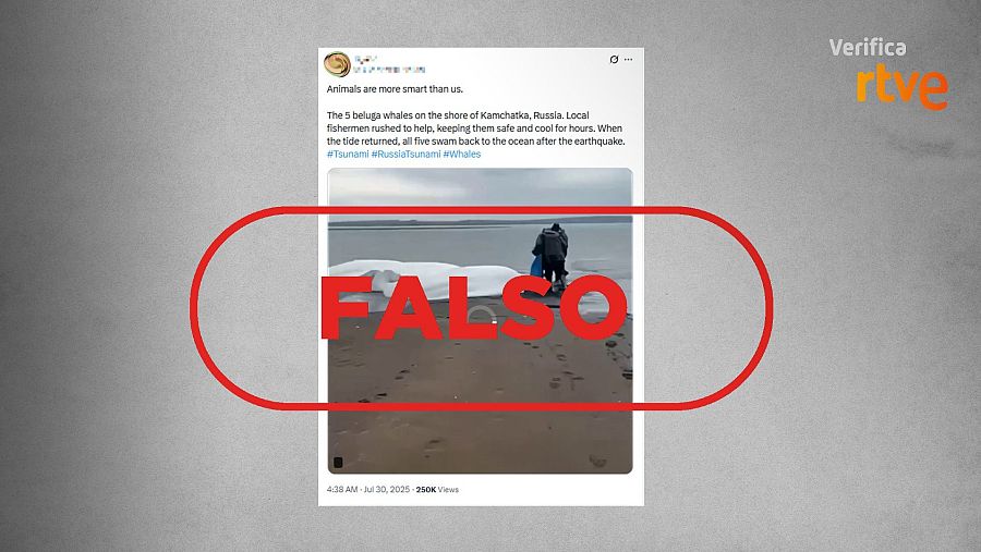 Mensajes que difunden un vídeo de belugas de 2023 y lo presentan como actual