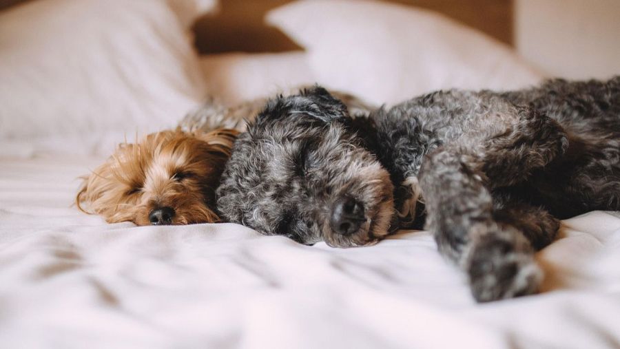 Dos perros, uno marrón claro y otro gris oscuro, descansan profundamente en una cama con sábanas blancas.  Ambos tienen los ojos cerrados y parecen muy relajados.