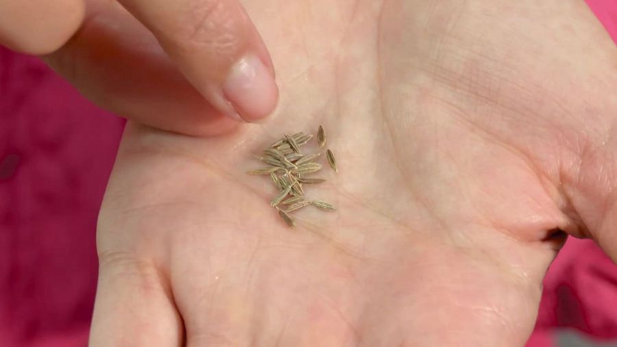 Semillas de eneldo marrones claras, alargadas, en una mano sobre fondo rosa. Un dedo señala las semillas.