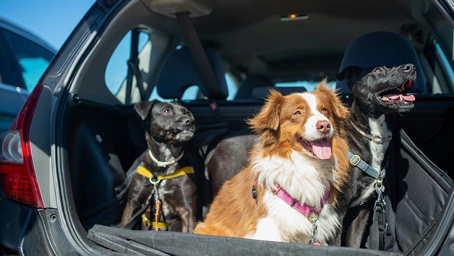 Consejos para viajar con tu perro este verano