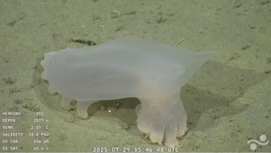 Pepino de mar blanco translúcido en el fondo marino, con protuberancias y datos de profundidad, temperatura, salinidad y oxígeno.
