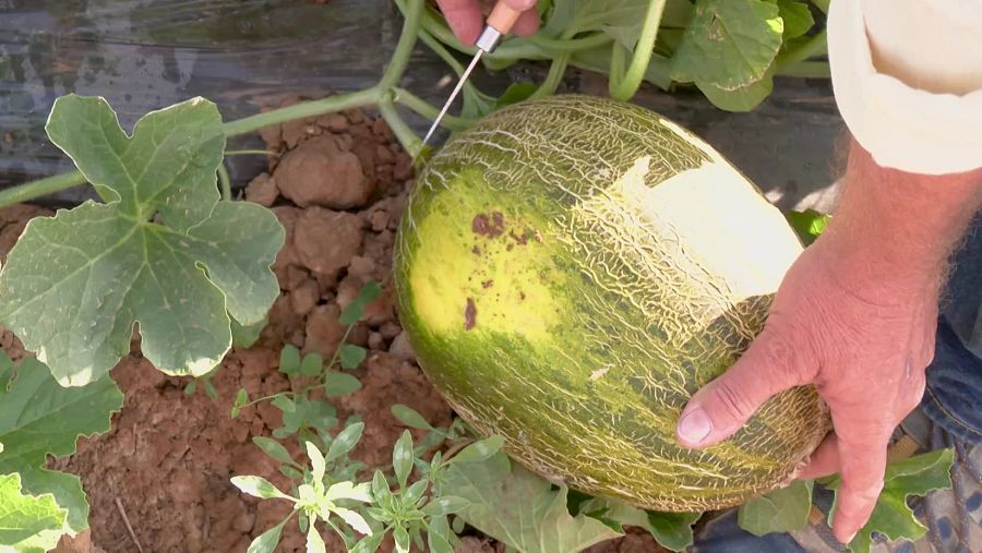 Manos sujetan un melón verde rugoso, mientras una herramienta puntiaguda se introduce en su tallo.  Hojas y tierra visibles.