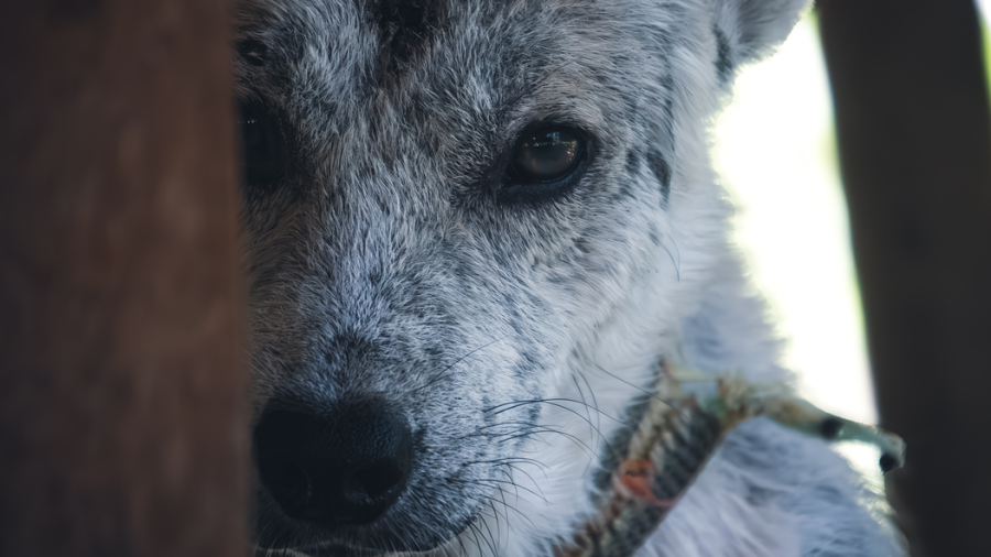 Abandono animal en España: una pandemia silenciosa