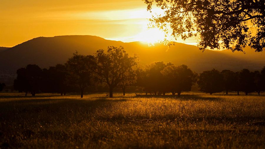 Arboleda de alcornoques en el Parque Nacional de Cabañeros