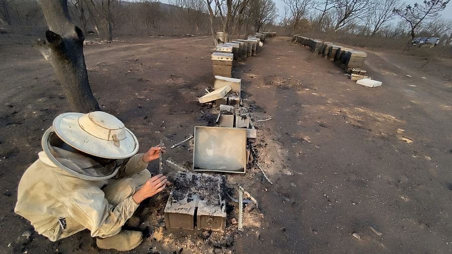 Apicultor revisa sus colmenas tras el incendio forestal en Felechares, León.