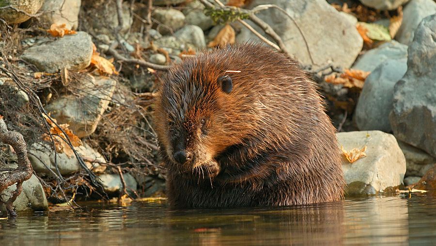 La técnica de los castores para crear humedales en ríos