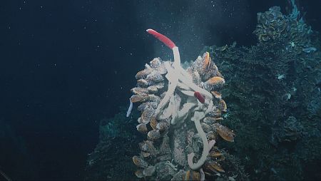 Ecosistema marino con mejillones, gusanos tubícolas (blancos con extremos rojos) sobre rocas en un fondo oscuro.  Partículas en suspensión en el agua.