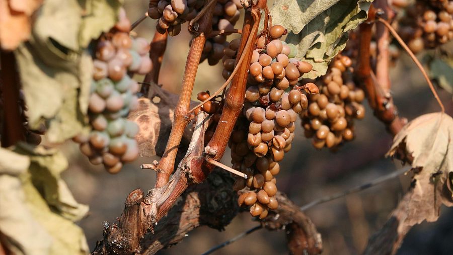 Varios racimos quemados por el fuego