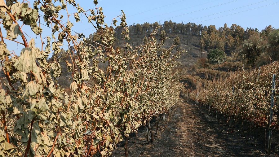 La viña 'Milagros' y los alrededores arrasados por el fuego