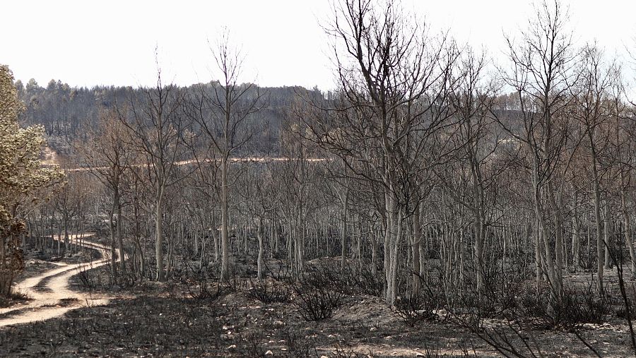 Dos tormentas secas generaron los fuegos que arrasaron 60.000 hectáreas en la Sierra de la Culebra en 2022