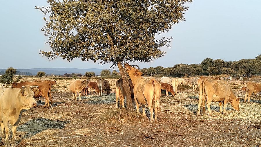 Vacas en una finca de León cercana a los incendios