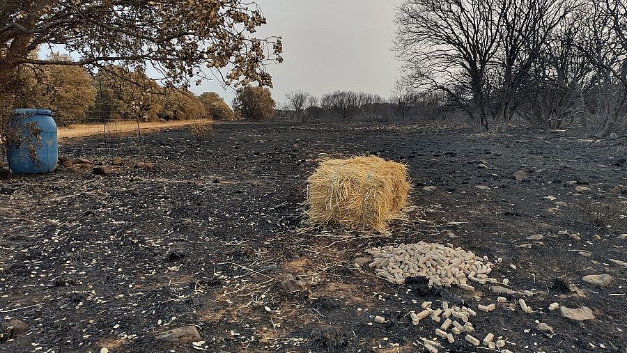 Comida en el monte para animales salvajes tras el incendio
