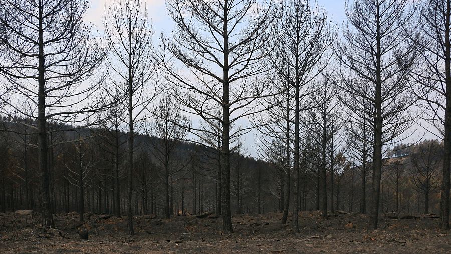 Vista de un bosque de pinos quemado en las inmediaciones de Roblido, A Rúa