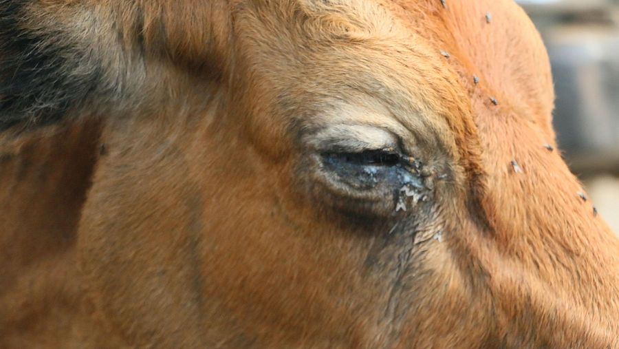 Una de las vacas con quemaduras en un ojo