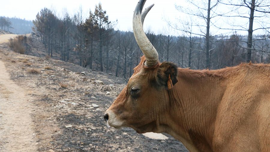 Una de las reses en medio del monte arrasado por el incendio de Larouco