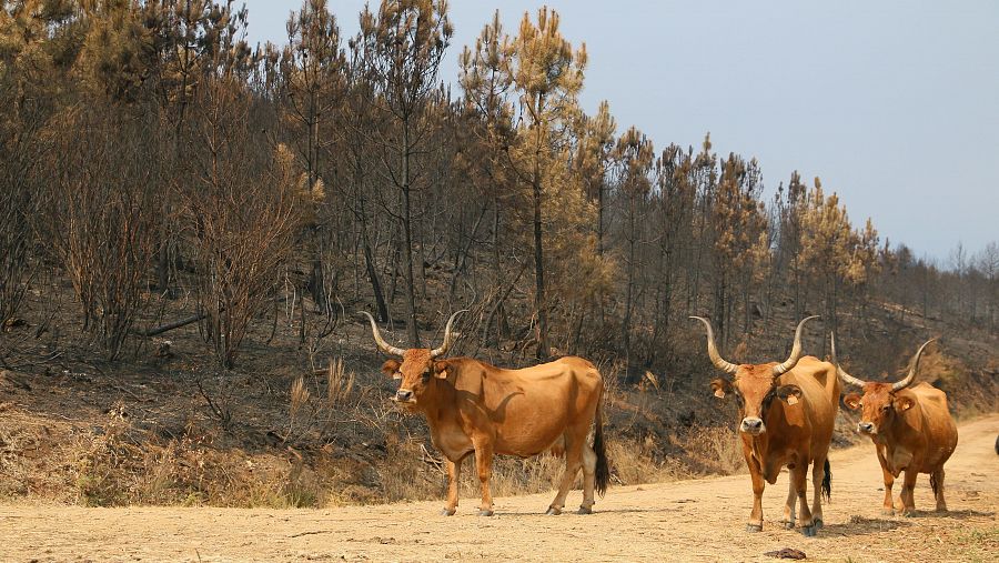 Varias vacas se acercan esperando comida