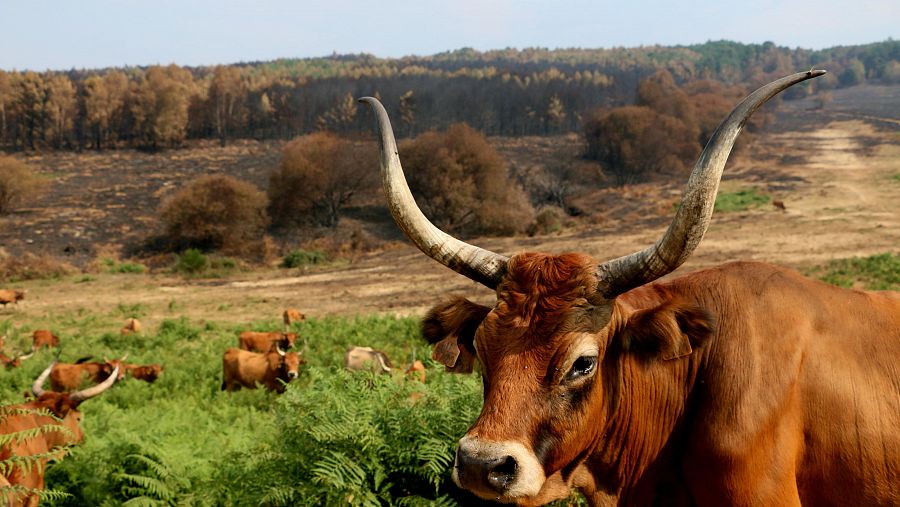 El monte arrasado por las llamas