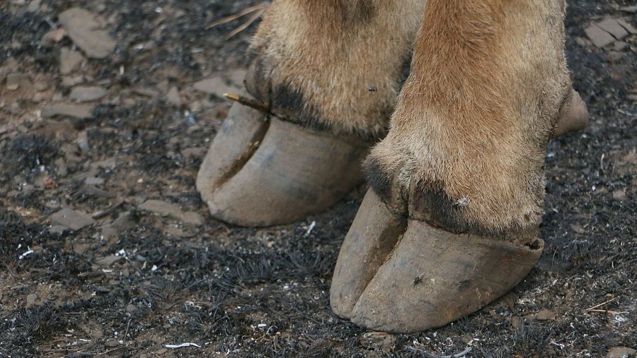Una de las reses con quemaduras en las patas