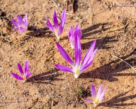 Quitameriendas que renace en el terreno árido