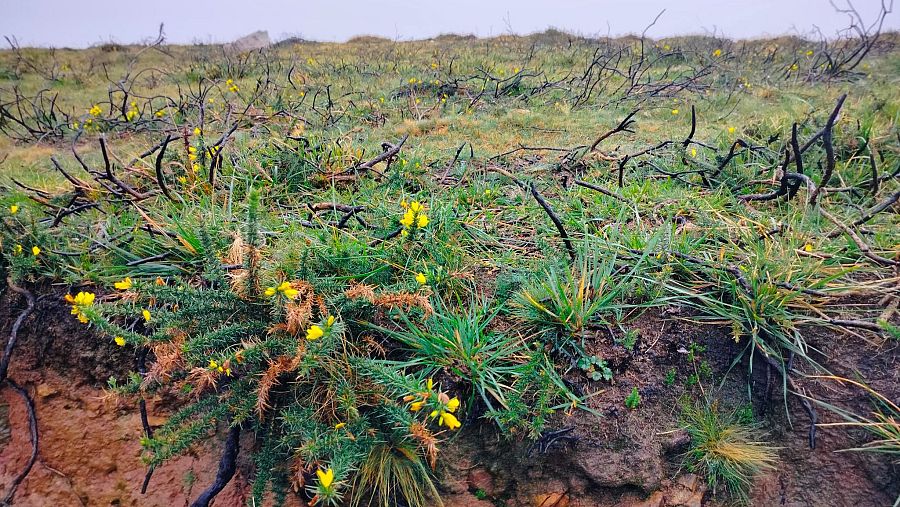 Algunas especies rebrotan tras los incendios