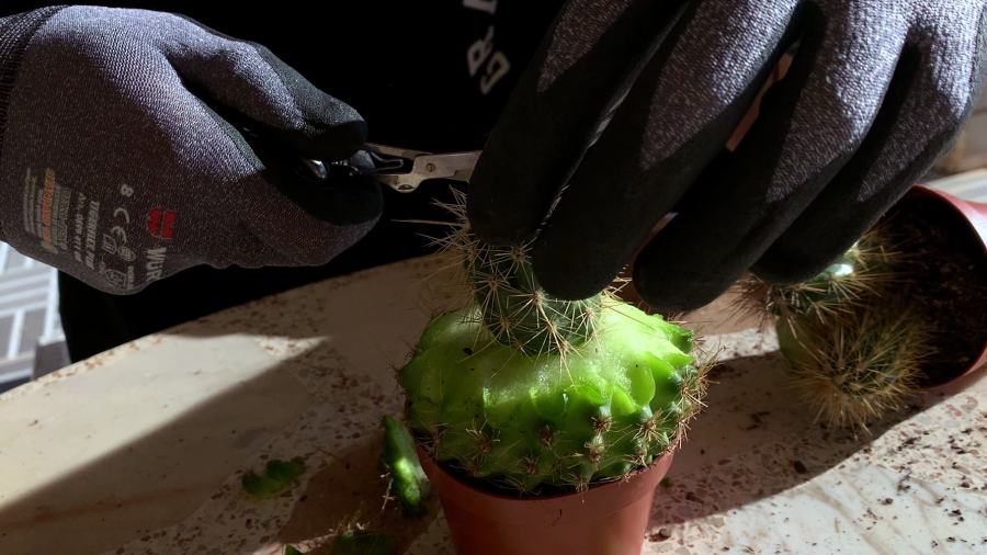 Empeltar un cactus: estètica o necessitat?