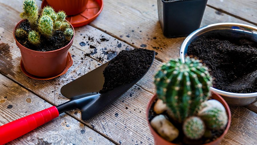 Empeltar un cactus: estètica o necessitat?