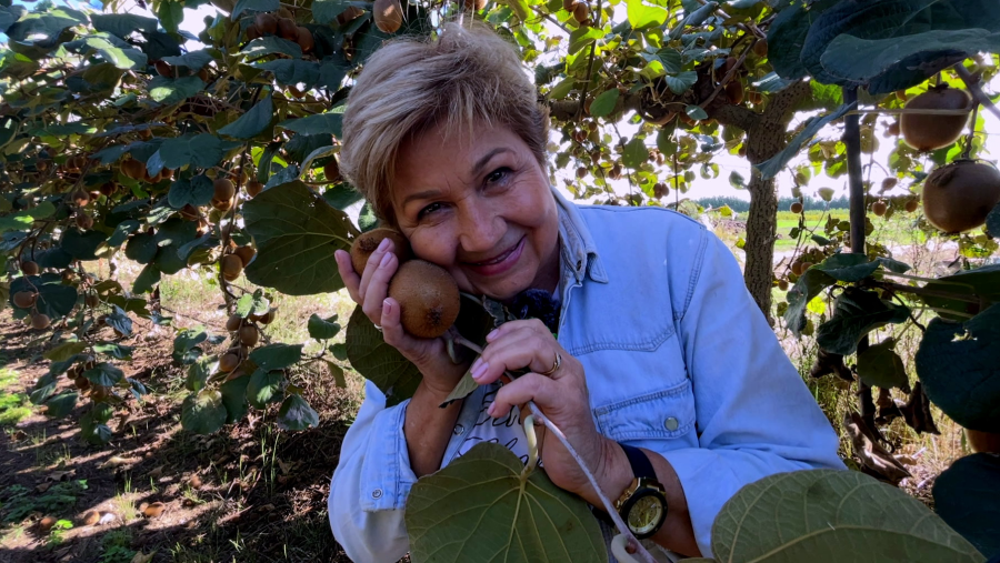 Cultivar kiwis: fàcil o difícil?