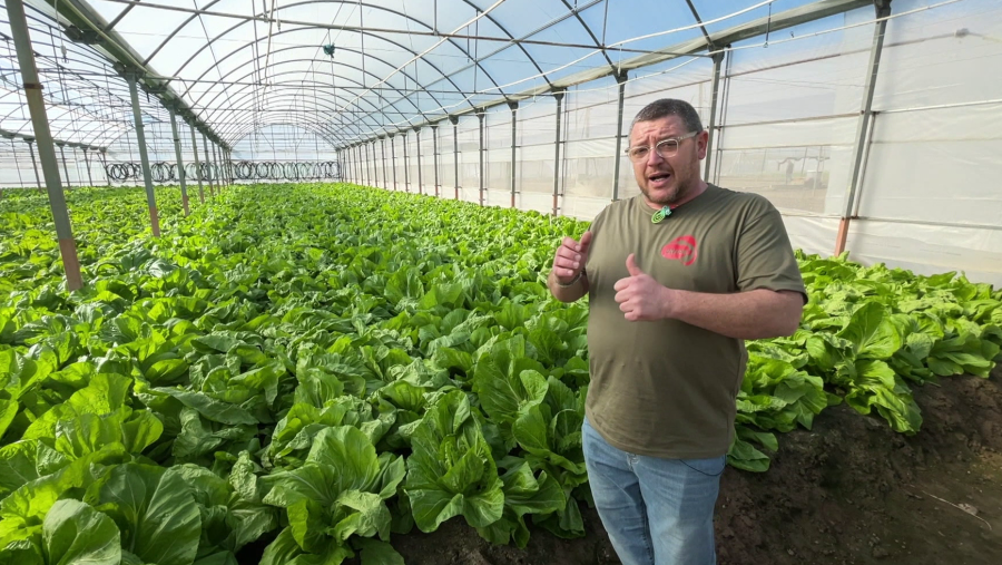 Aquestes són les noves verdures que venen de la Xina