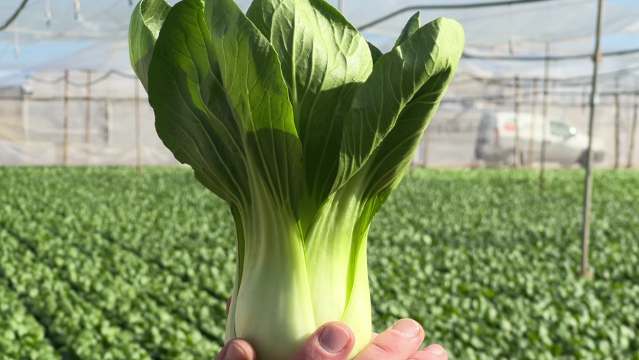 Aquestes són les noves verdures que venen de la Xina