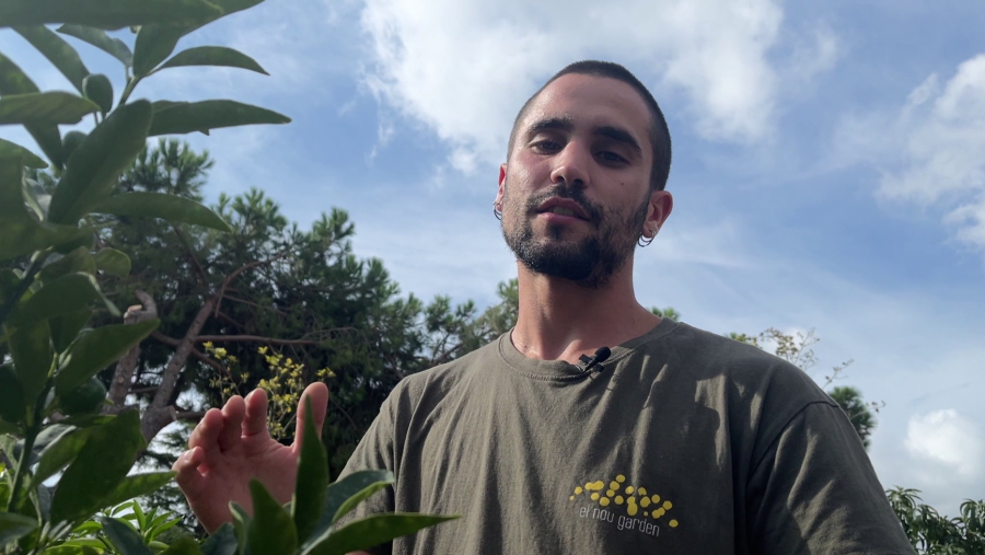 Els secrets del cumquat, un cítric ric en vitamina C