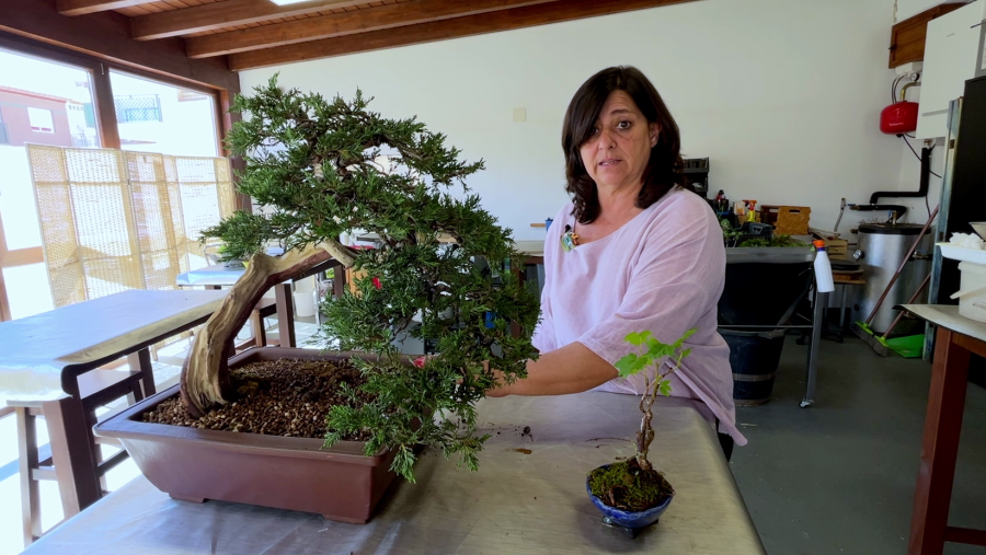 Un kusamono no és només la millor companyia d’un bonsai