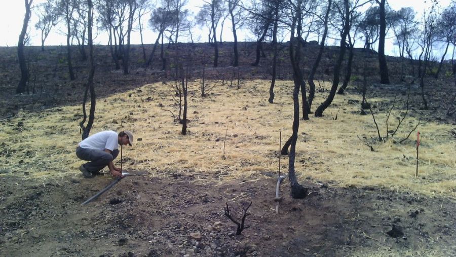 'Mulching' tras un incendio en Liétor, Albacete
