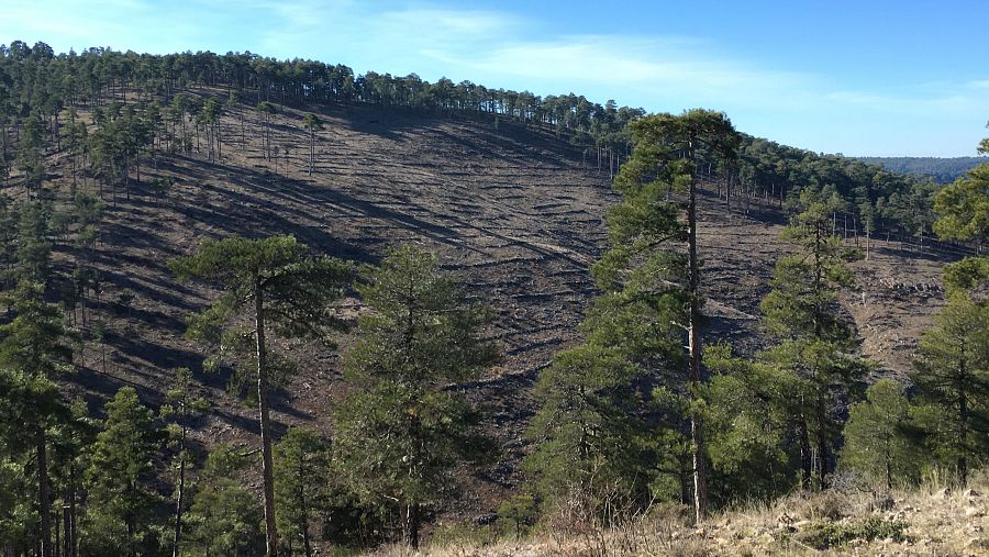 Fajinas a nivel de ladera tras el incendio de Las Majadas, en Cuenca, en 2009