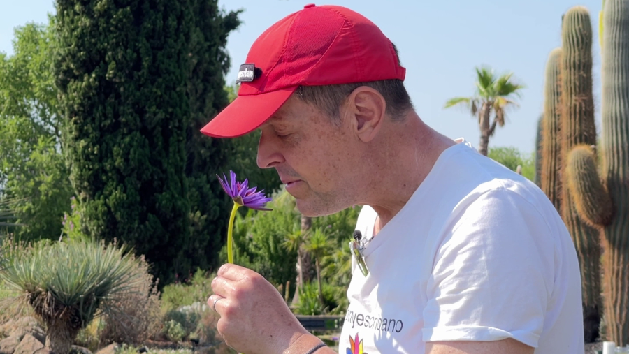 El nenúfar: la flor aquàtica que reneix