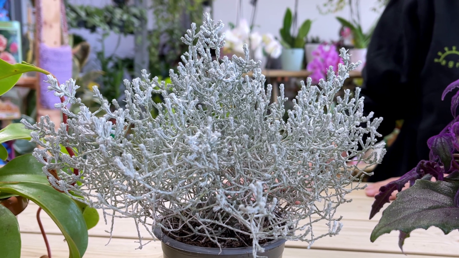 Aquestes són algunes de les plantes més rares del món