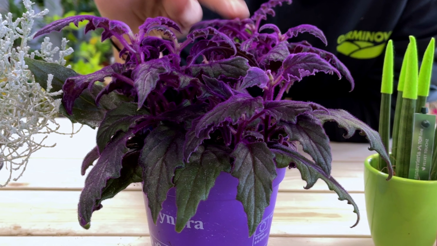 Aquestes són algunes de les plantes més rares del món