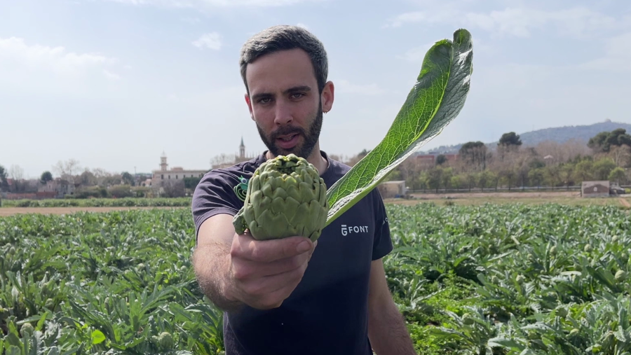 El cultiu de la carxofa Prat: història i tradició al Baix Llobregat