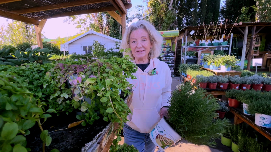 Quines plantes evitar si tens mascotes?