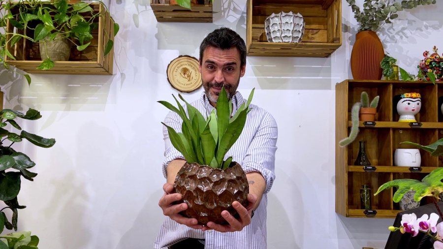 Aquests són els beneficis d'un jardí que necessita poca aigua