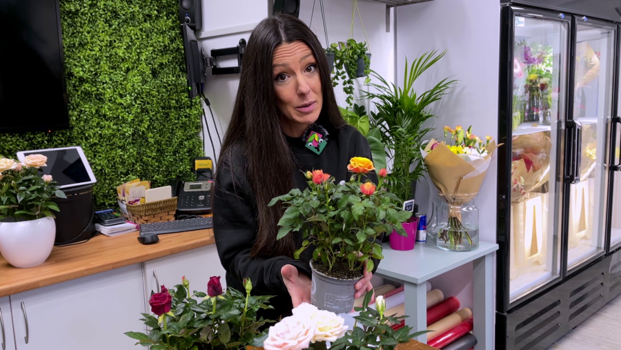 Errors comuns que es cometen amb els rosers de pitiminí