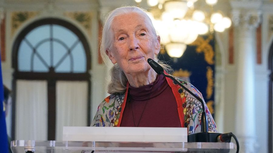 Muere Jane Goodall.