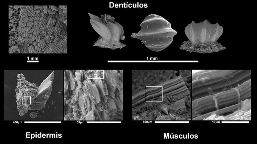 El descubrimiento obliga a revisar teorías sobre la evolución y el tamaño de los tiburones