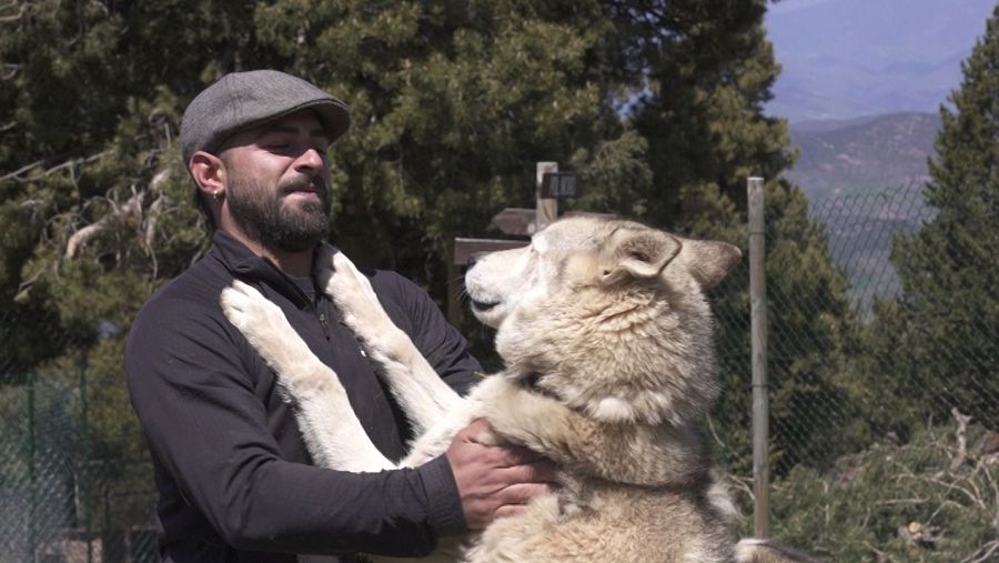 Una forma de vivir en la alta montaña es ser entrenador de perros de nieve.