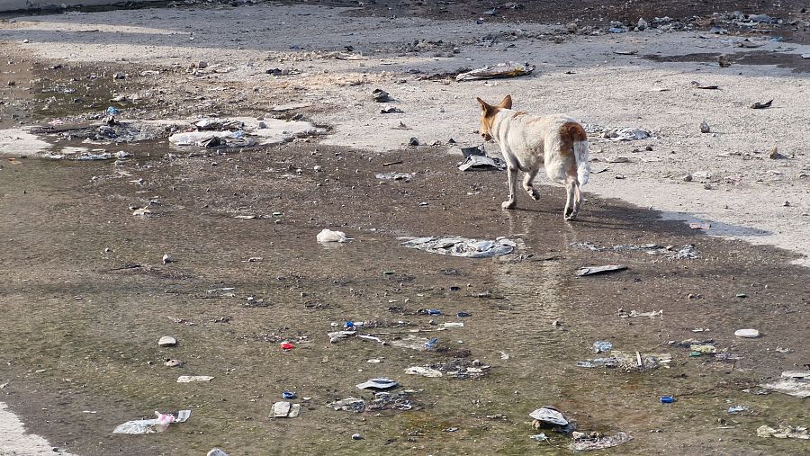 Un perro vaga por las calles de Puerto Príncipe