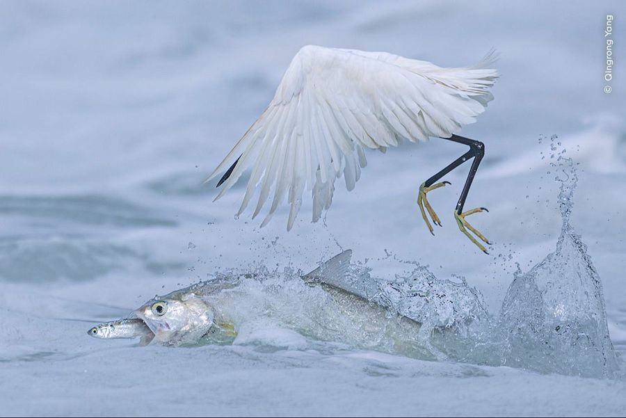 Wildlife Photographer of the Year 2025: Comportamiento Aves