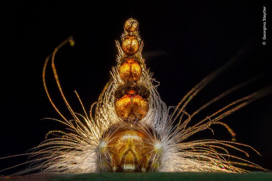 Wildlife Photographer of the Year 2025: Comportamiento Invertebrados