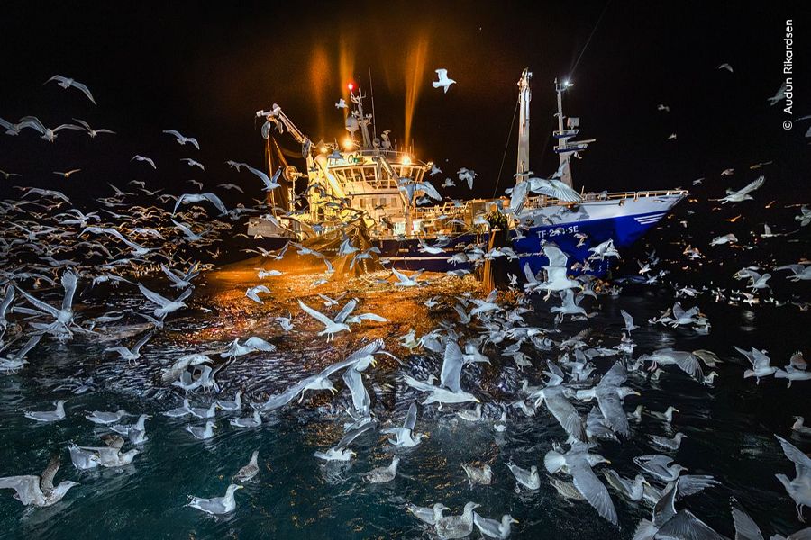 Wildlife Photographer of the Year 2025: Océanos Perspectiva global