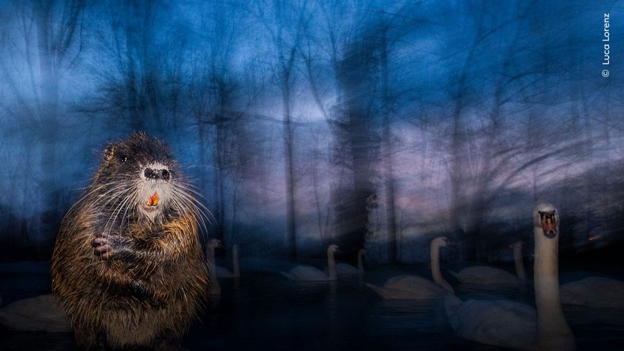 Wildlife Photographer of the Year 2025: Estrella emergente